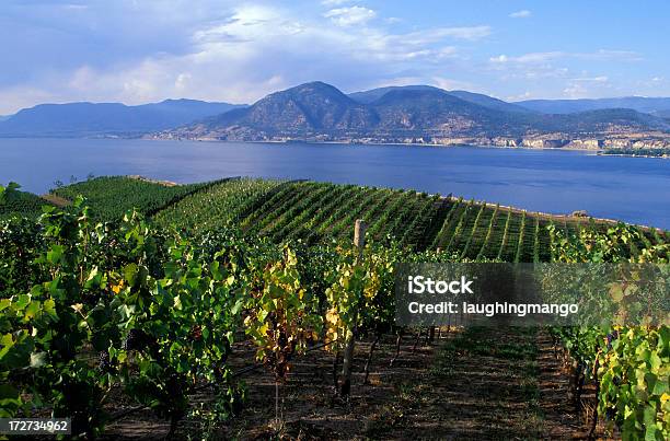 Okanagan Valley Weingut Stockfoto und mehr Bilder von Okanagan-Tal - Britisch-Kolumbien - Okanagan-Tal - Britisch-Kolumbien, Weinberg, Britisch-Kolumbien