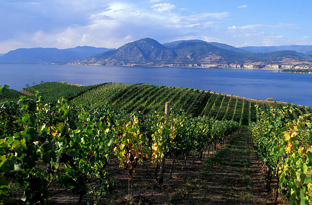 okanagan valley vineyard - okanagan penticton lake okanagan lake fotografías e imágenes de stock