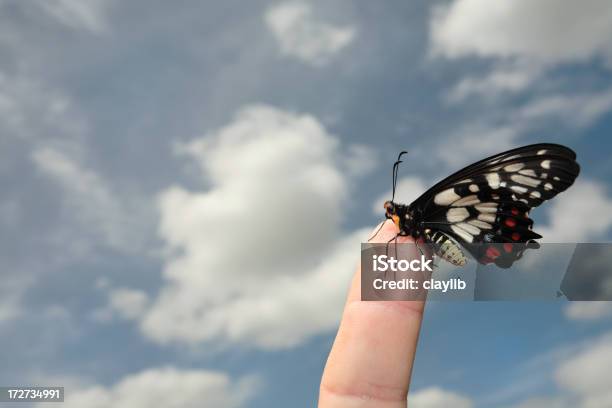 Foto de Refúgio Seguro e mais fotos de stock de Animal - Animal, Beleza natural - Natureza, Borboleta