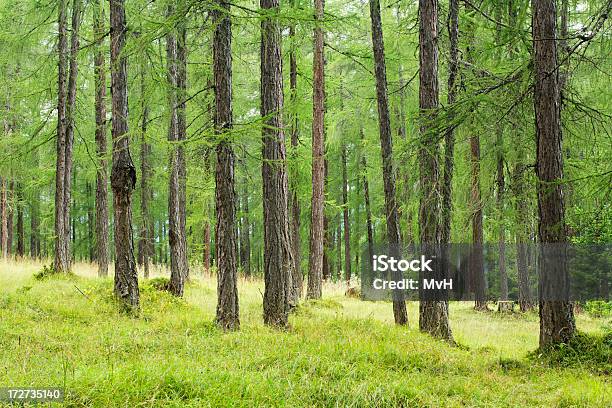 녹색 낙엽송 임산 삼림에 대한 스톡 사진 및 기타 이미지 - 삼림, 여름, 잎갈나무속