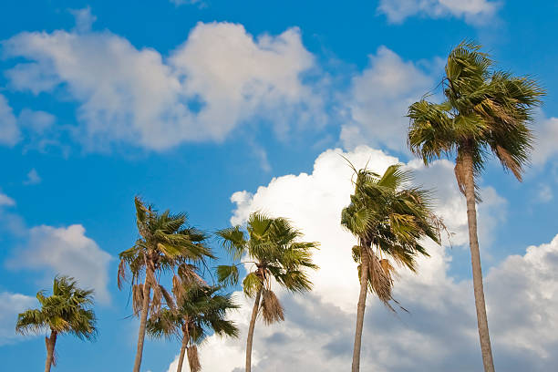 Palm Trees Against Blue Sky stock photo