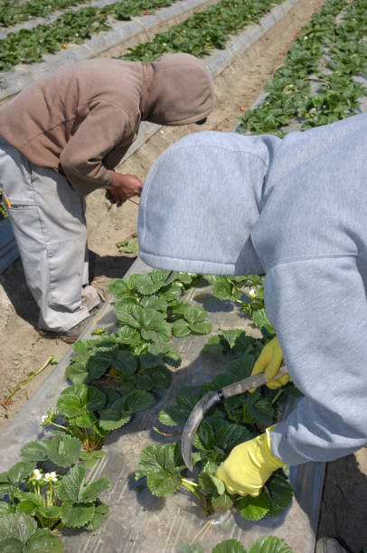 Farm Workers Trimming Strawberry Plants