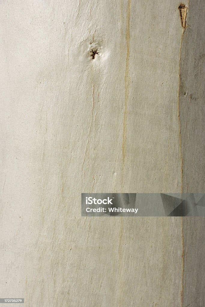 Eucalyptus écorce spectacles de subtils tons pâles - Photo de Abstrait libre de droits