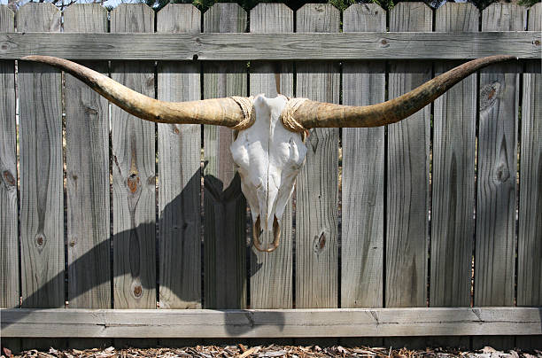 Longhorn skull on fence in Indiana stock photo