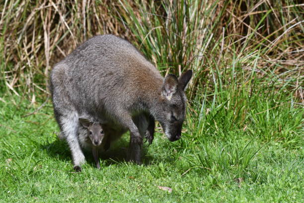 wallaby australiano con joey - wallaby kangaroo joey tasmania foto e immagini stock