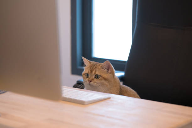 istock pet lover concept by british cat sit on owner chair 1727356448