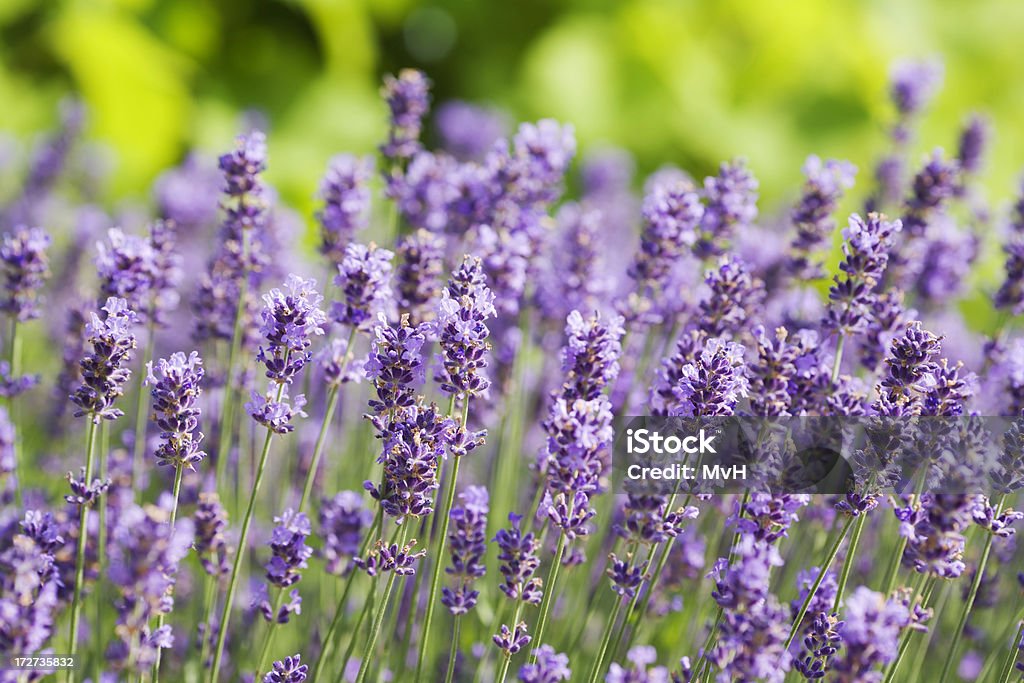 Tappo lavanda - Foto stock royalty-free di Capolino