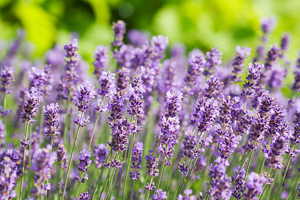 A field of many lavender flowers stock photo
