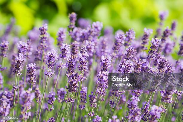 Lavanda - Fotografias de stock e mais imagens de Arbusto - Arbusto, Cabeça de Flor, Cor de Lavanda