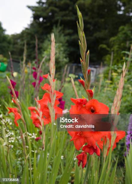 Gladioli 대한 배정 글라디올러스에 대한 스톡 사진 및 기타 이미지 - 글라디올러스, 0명, 꽃-식물