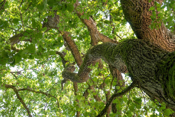 istock Old oak tree with green leaves in a sunny summer day close up 1727359766