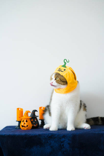 istock close up scottish cat with wearing pumpkin halloween concept 1727359773