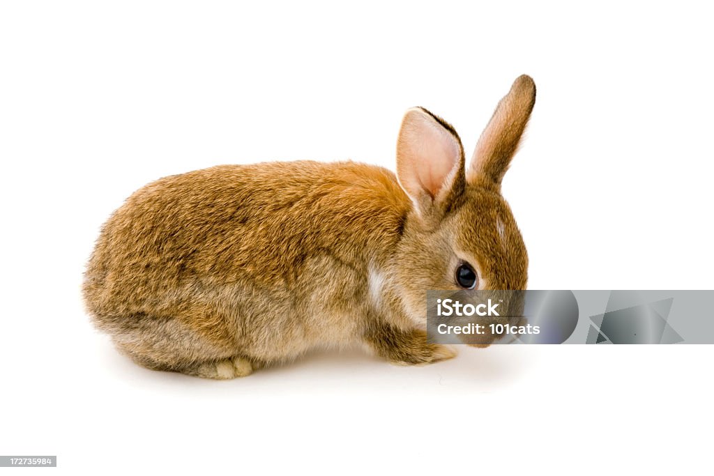 Einsam rabbit - Lizenzfrei Kaninchen Stock-Foto