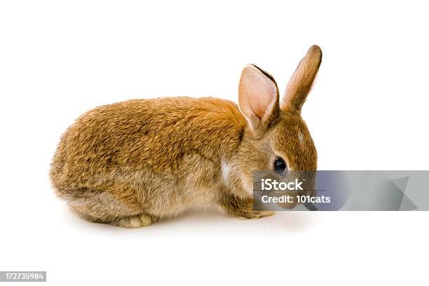 Einsam Rabbit Stockfoto und mehr Bilder von Kaninchen - Kaninchen, Freisteller – Neutraler Hintergrund, Braun