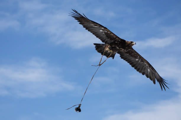 A golden eagle soars through the air during competition at the Ulgii Golden Eagle Festival in Mongolia.