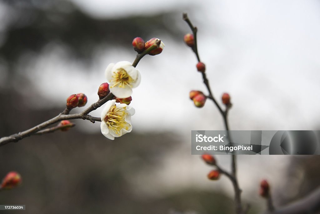 冬の梅の花の上海 - 2人のロイヤリティフリーストックフォト