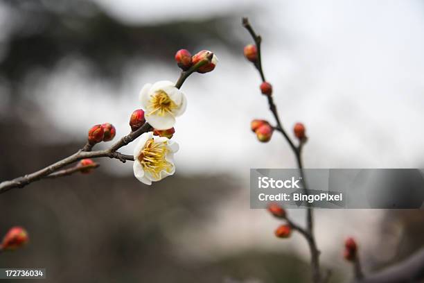 Zima Plum Blossom W Szanghaju - zdjęcia stockowe i więcej obrazów Azja - Azja, Azjaci, Biały
