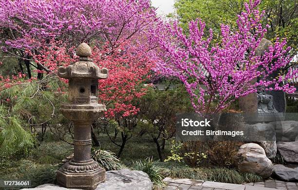 Jardim Com Árvores Florescendoxian - Fotografias de stock e mais imagens de Jardim de pedra japonês - Jardim de pedra japonês, Ajardinado, Ameixieira