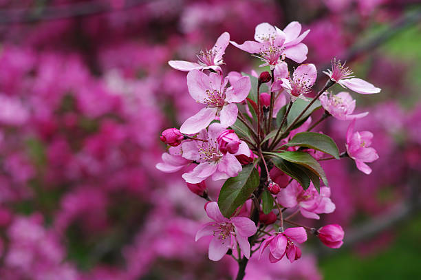 Sakura, cherry blossom stock photo