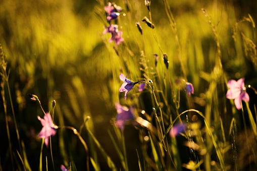 wild violet bluebell flowers in a sunny clearing in the forest. wild flowers in the rays of the setting sun. soft focus, blurred background