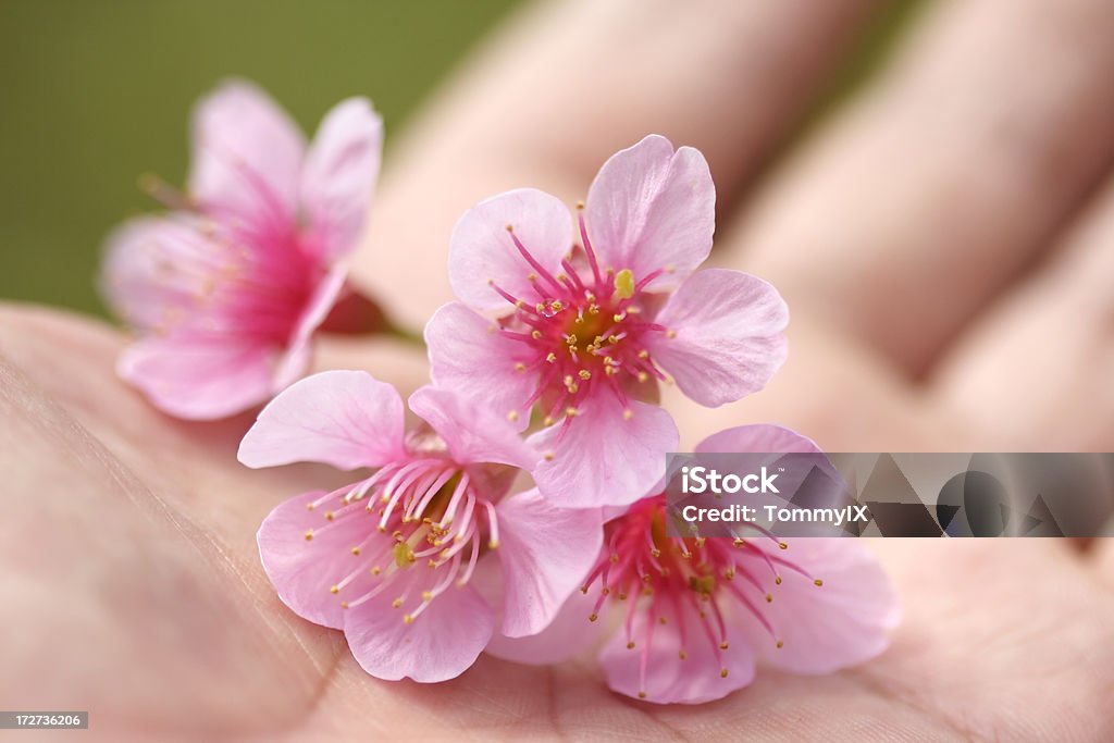 Kirschblüte in der hand - Lizenzfrei Apfel Stock-Foto