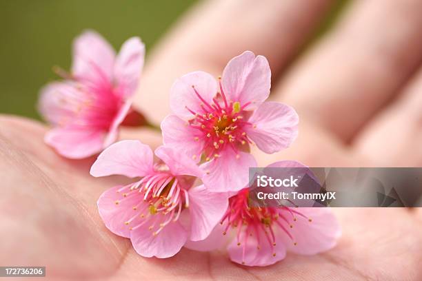 Kirschblüte In Der Hand Stockfoto und mehr Bilder von Apfel - Apfel, Apfelbaum, Aprikose