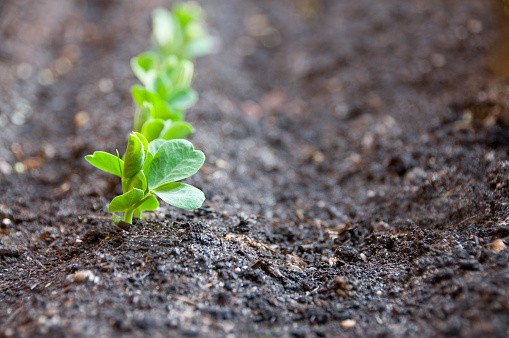 A close-up of a row of pea seedlings in a garden with space for copy