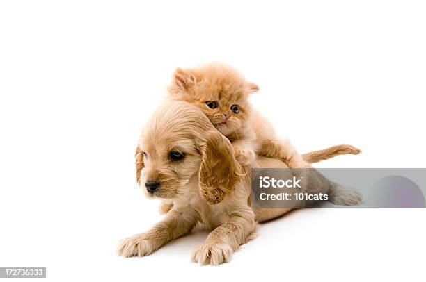 Foto de Gato E Cachorro e mais fotos de stock de Cão - Cão, Gato doméstico, Fofo - Descrição Geral