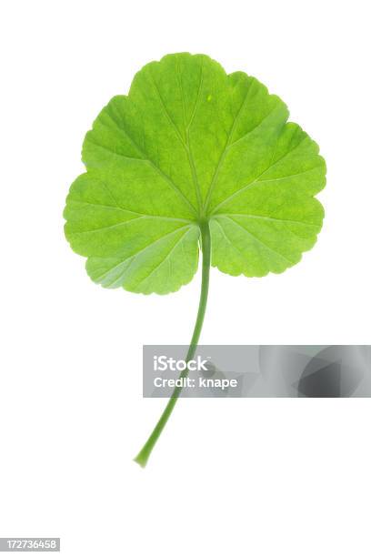이질꽃 잎 0명에 대한 스톡 사진 및 기타 이미지 - 0명, 녹색, 높은 키