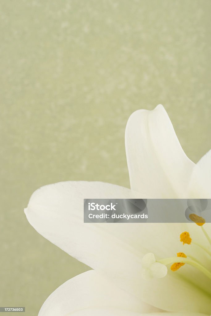 Açucena no verde - Royalty-free Lilium Longiflorum Foto de stock