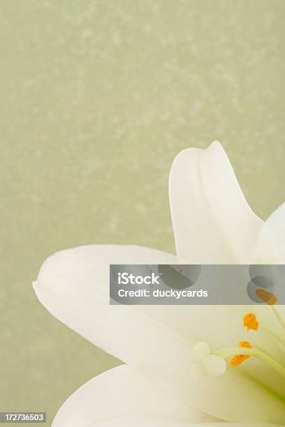Açucena No Verde - Fotografias de stock e mais imagens de Lilium Longiflorum - Lilium Longiflorum, Pistilo, Branco