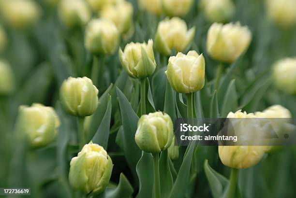 Foto de Tulipa Gustativas e mais fotos de stock de Botânica - Assunto - Botânica - Assunto, Botão - Estágio de flora, Estação do ano