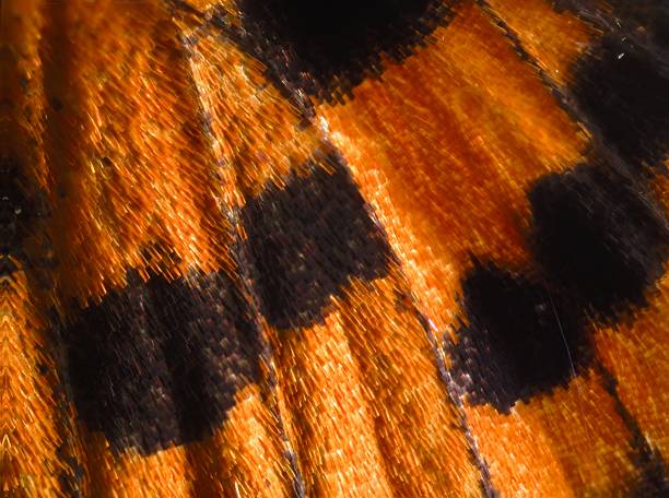 istock Macro of butterfly wing (small copper) 172736690