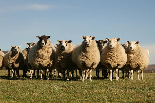 istock Flock of Sheep, field, Hope Valley, Derbyshire 172736733