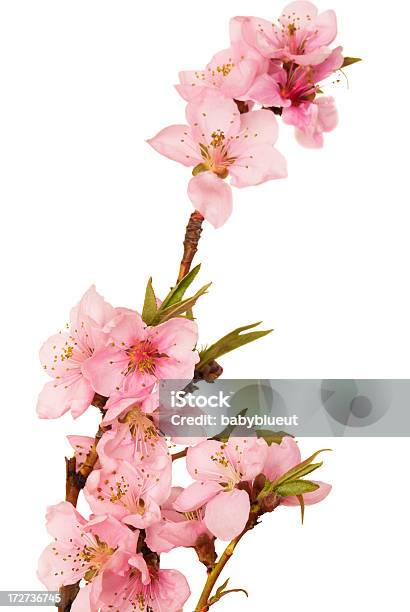 Melocotón Cerezos En Flor Foto de stock y más banco de imágenes de Flor de melocotón - Flor de melocotón, Fondo blanco, Cabeza de flor