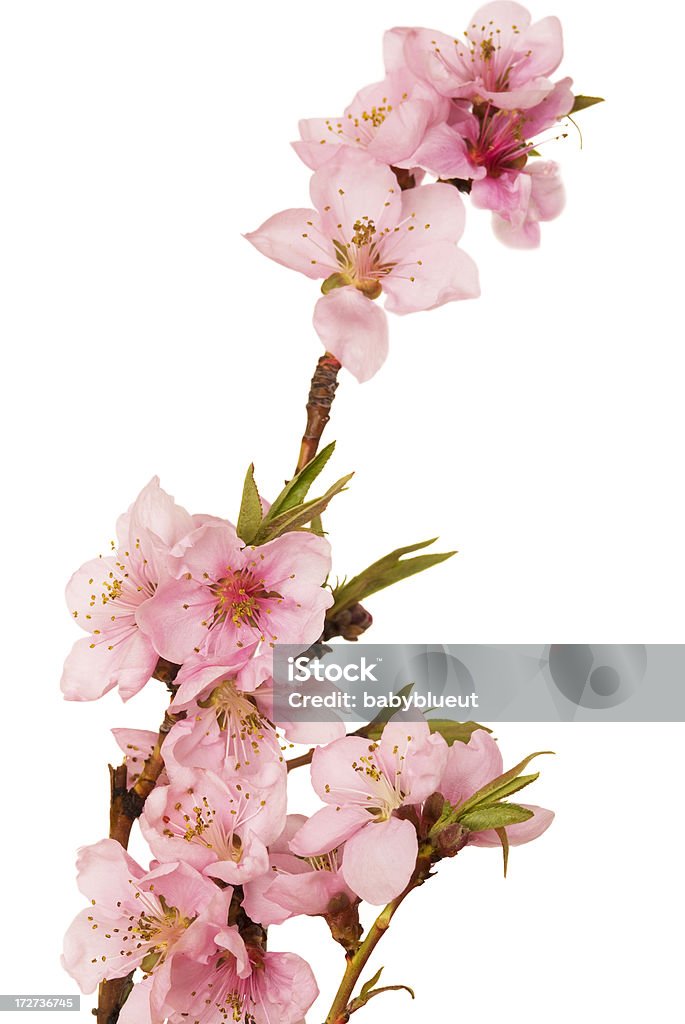 복숭아색 잎과 - 로열티 프리 복사꽃 스톡 사진