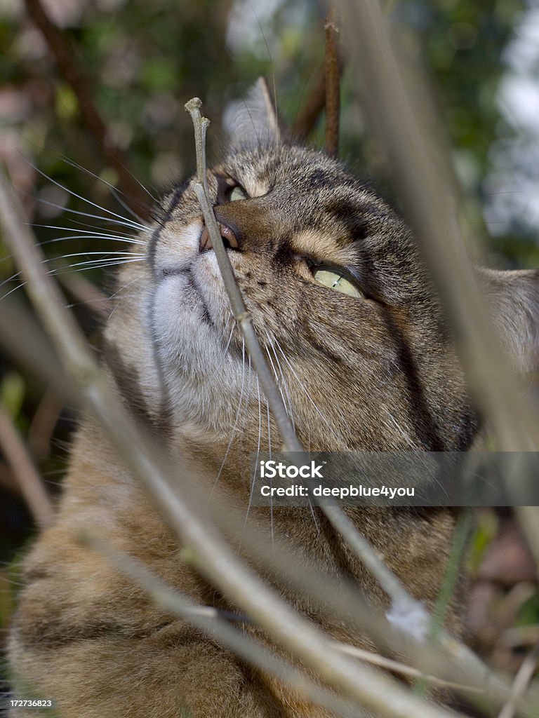 Gato marrom está a cheirar as um ramo ao ar livre - Royalty-free Gato domesticado Foto de stock