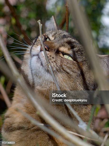 Gato Marrom Está A Cheirar As Um Ramo Ao Ar Livre - Fotografias de stock e mais imagens de Gato domesticado - Gato domesticado, Amizade, Animal