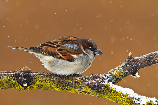 Bird - House sparrow Passer domesticus, summer time Poland Europe