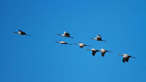 istock Bird - Common Crane Grus grus, walking on a meadow, spring time Poland Europe 1727369537