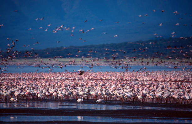 istock Flamingos in lake Nakuru 172737038