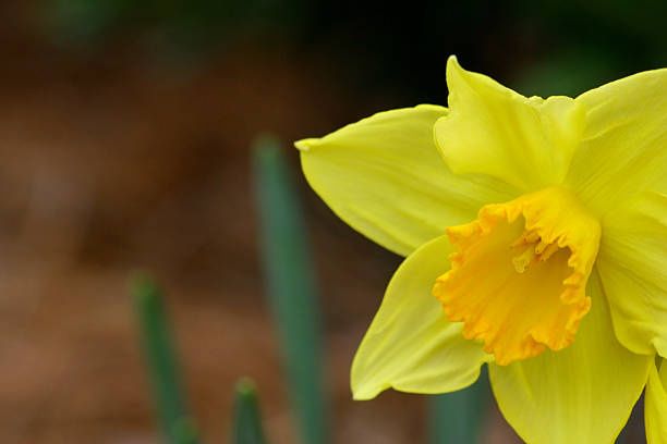 Daffodil stock photo