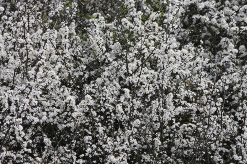 A storm of white blossom as the bare blackthorn springs into life on Mitcham Common, Surrey.