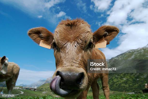 Kuriose Kalbsleder Stockfoto und mehr Bilder von Hausrind - Hausrind, Kuh, Zunge herausstrecken