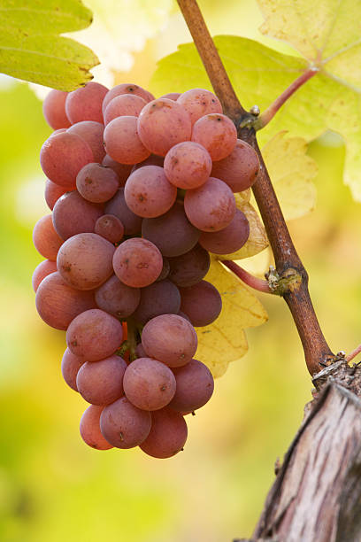 pinot gris grapes stock photo