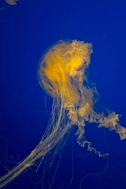 Egg-yolk jellyfish (Phacellophora camtschatica). Shallow DOF.