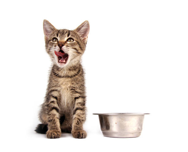 istock Mum, I am hungry! 172737711
