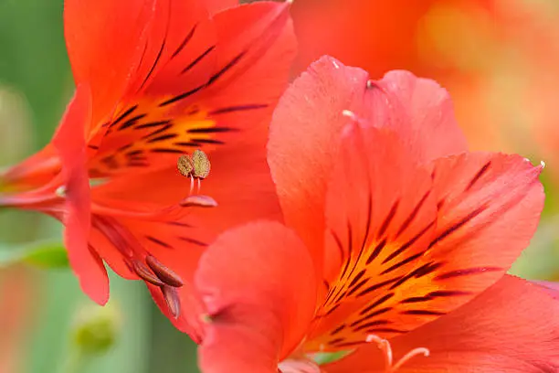 Beautiful Peruvian-lily