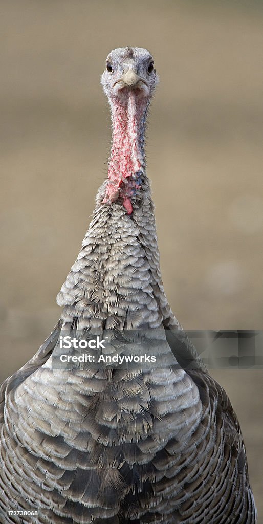 Turquía Hen - Foto de stock de Agricultura libre de derechos