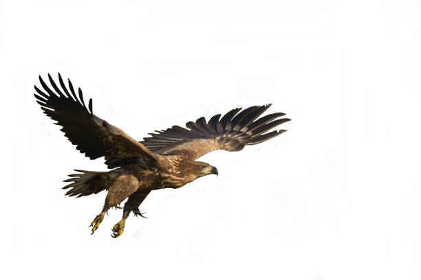 istock Majestic predator White-tailed eagle, Haliaeetus albicilla in Poland wild nature - isolated on white background - flying bird 1727381299